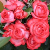 Троянда плетиста Антік в контейнері